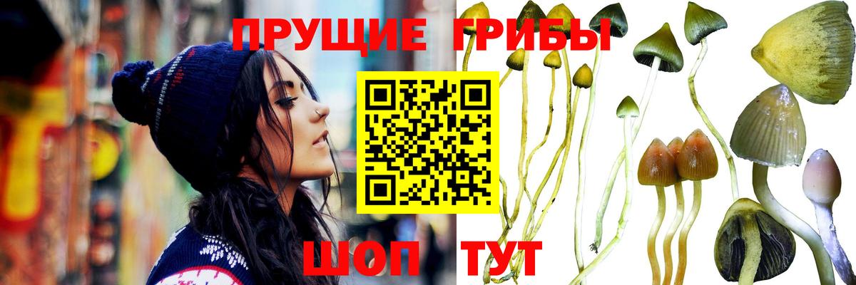 Псилоцибиновые грибы Psilocybe Сарапул